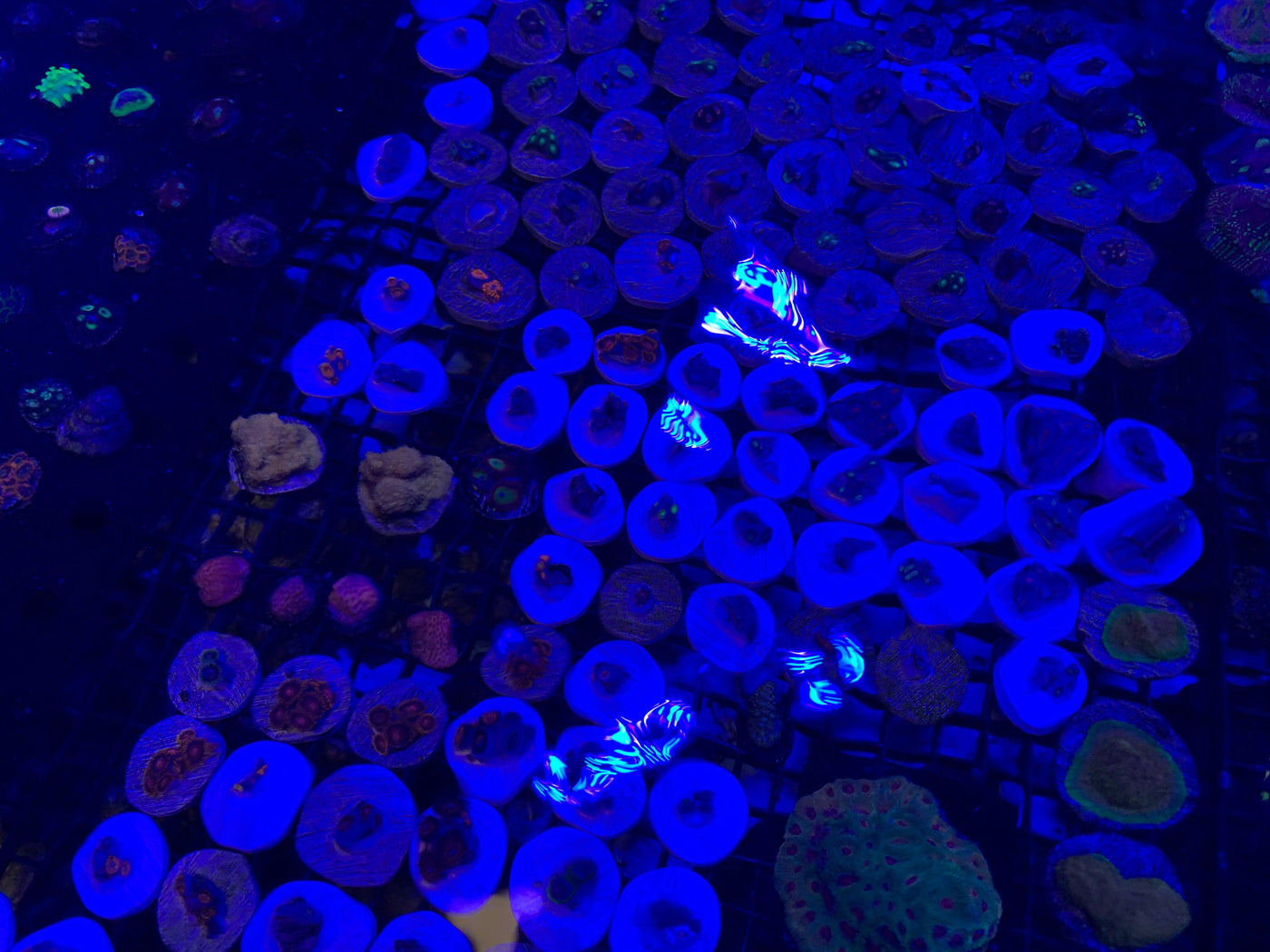 The Benefits of Aquaculture Corals for Your Aquarium - riptide aquaculture llc