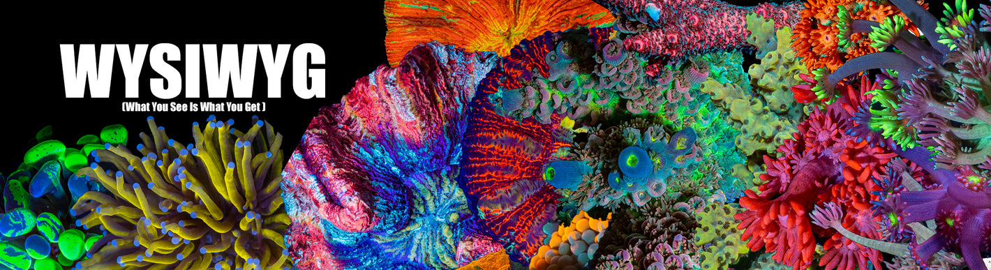 Vibrant display of WYSIWYG corals including colorful Acropora, Zoanthids, and Scolymia, showcasing the diverse beauty and natural patterns ideal for enhancing any marine aquarium.