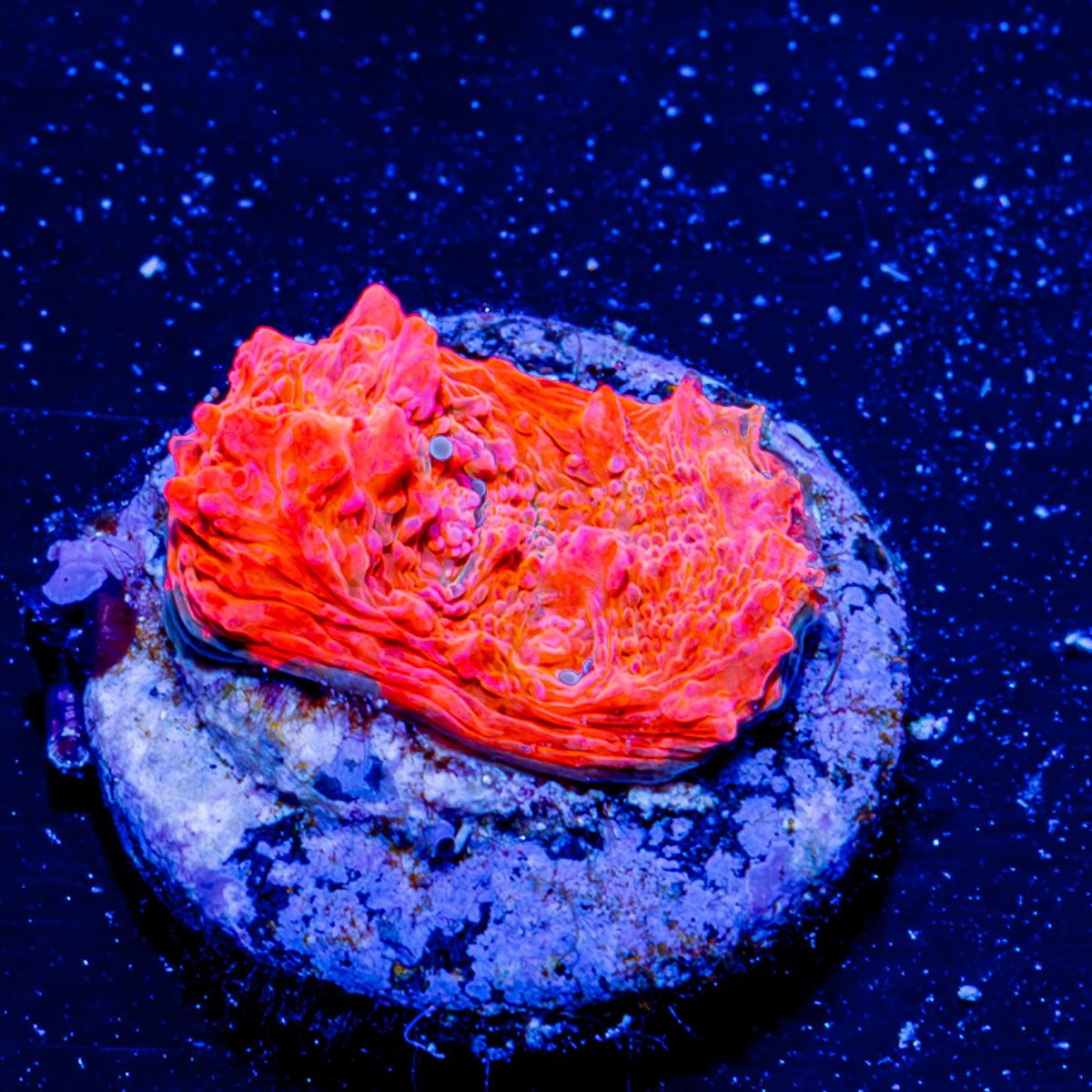 Jolly Rancher Chalice - riptide aquaculture llc