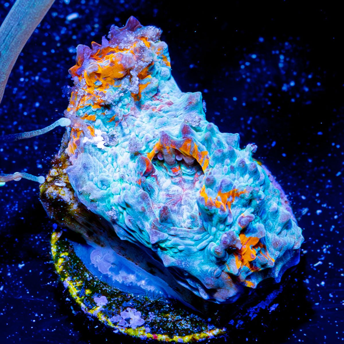 Goku Chalice - riptide aquaculture llc