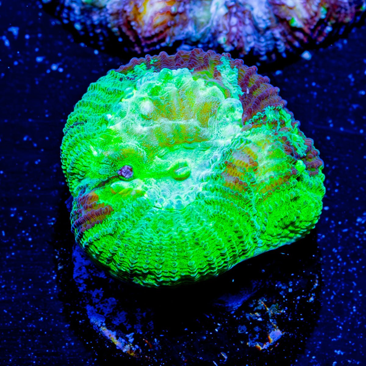 Hulk Smash FAvia - riptide aquaculture llc