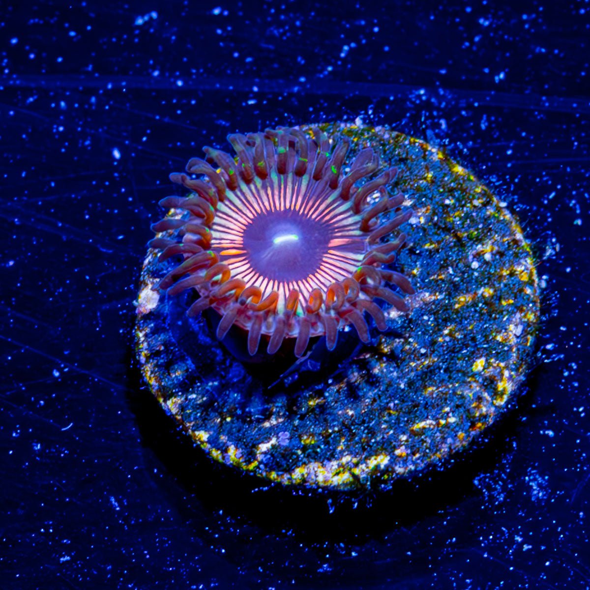 Fruit Ninja Zoanthid - riptide aquaculture llc