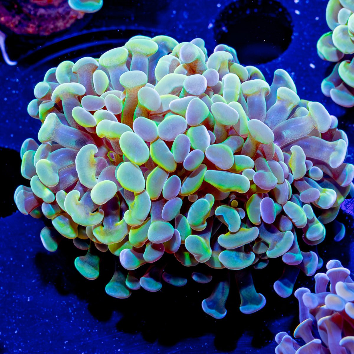 Assorted Branching Hammer - Cultured - riptide aquaculture llc