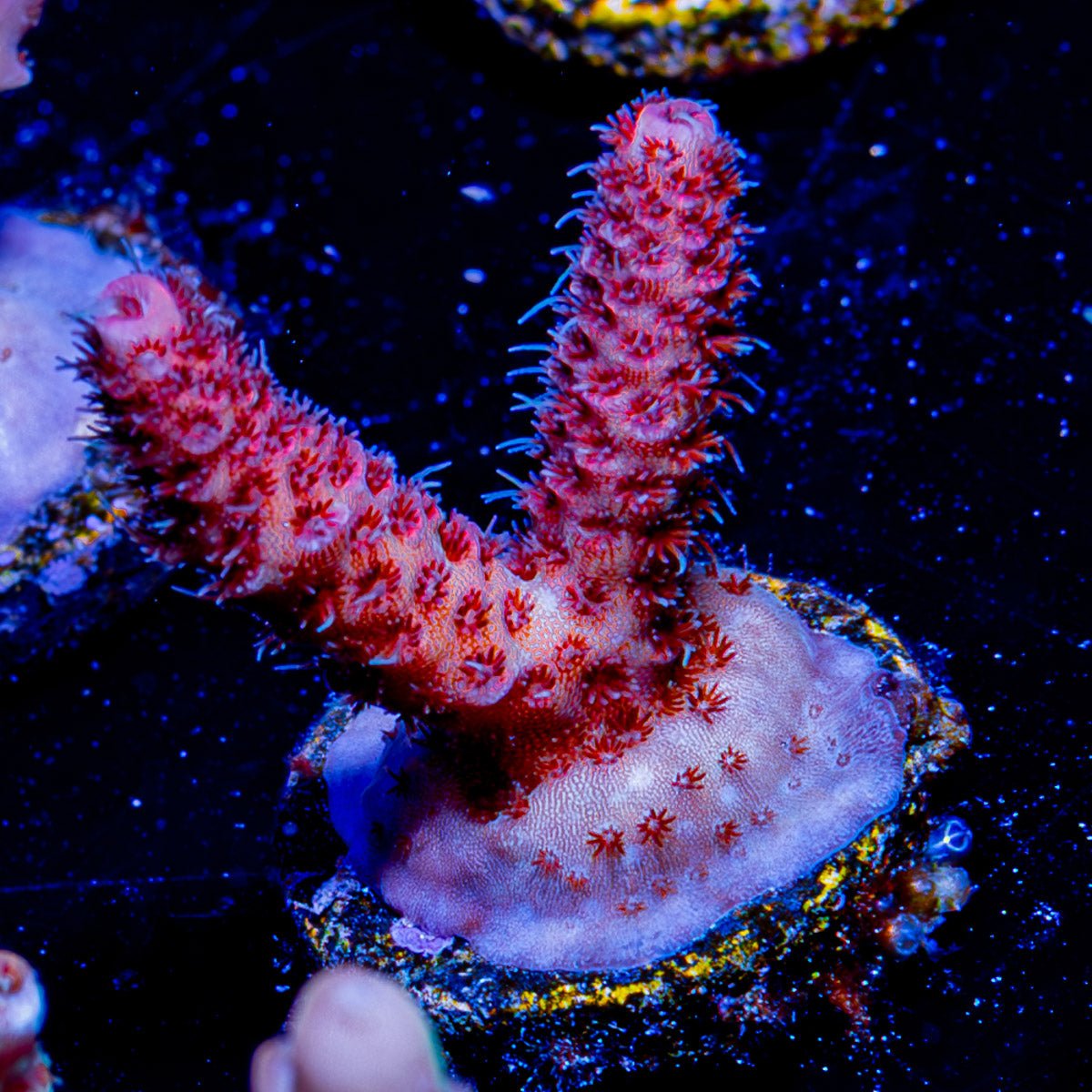 Rouge Millepora - riptide aquaculture llc