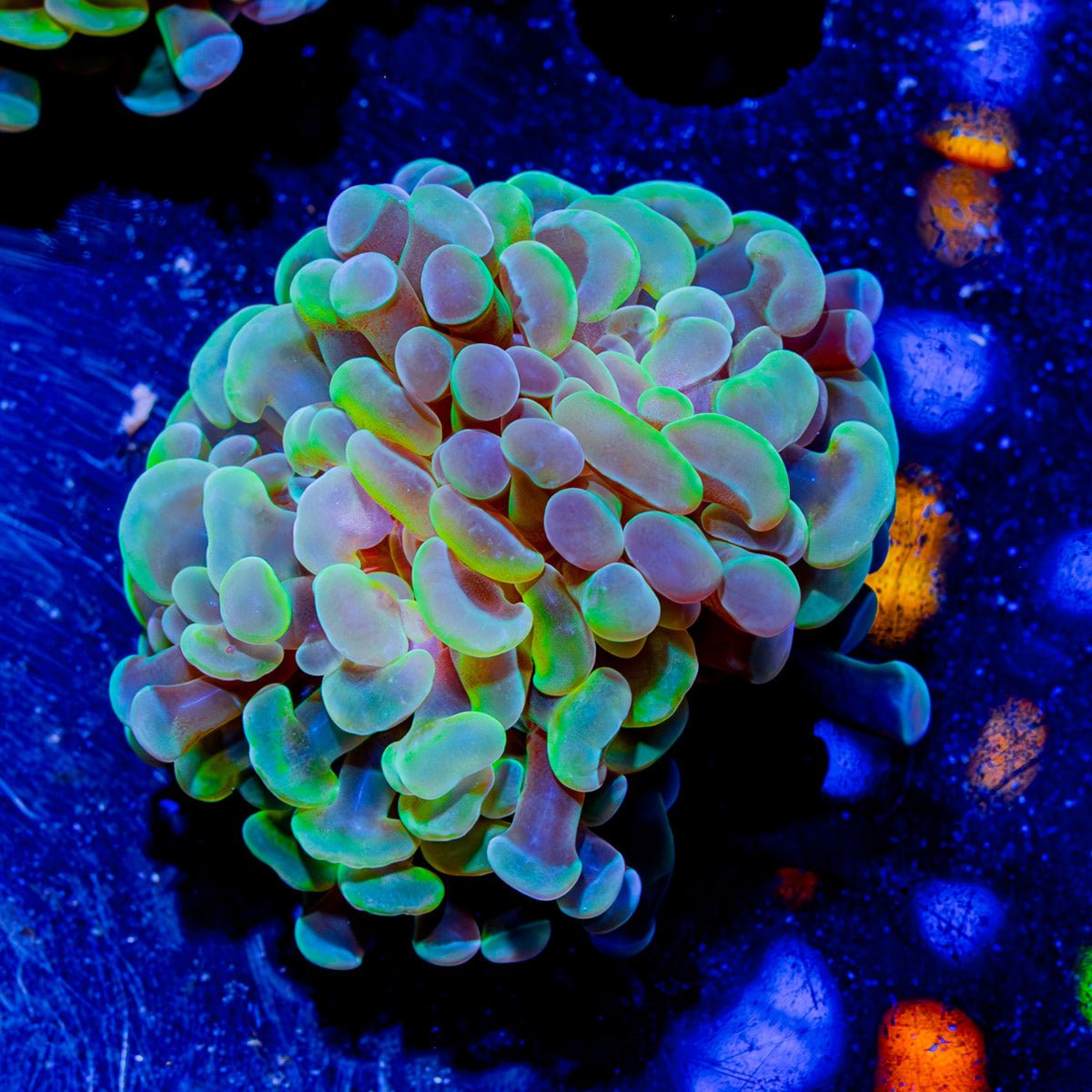 Assorted Branching Hammer - Cultured - riptide aquaculture llc