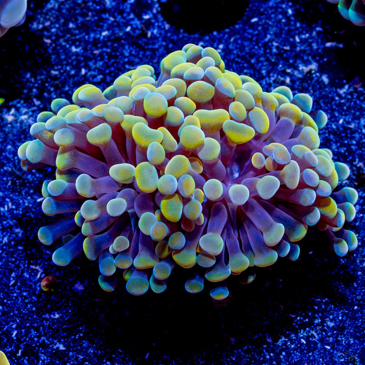 Assorted Branching Hammer - Cultured - riptide aquaculture llc