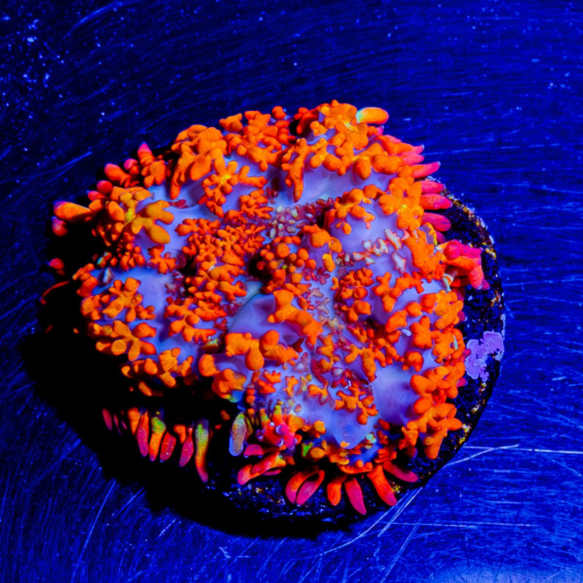 Charizard Mushroom Rhodactis