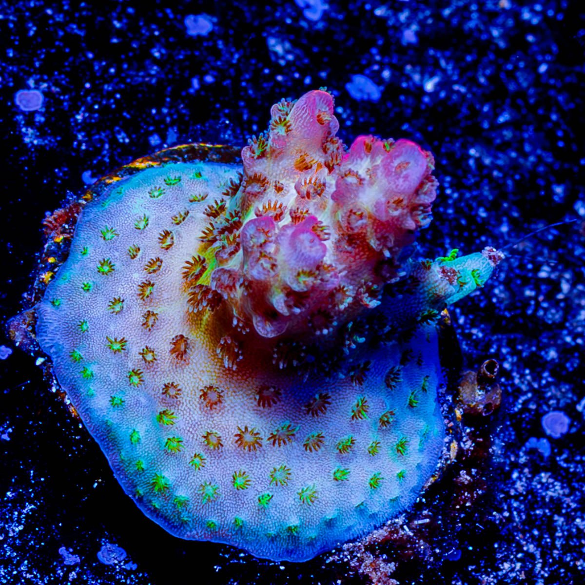 Princess Peach acropora - riptide aquaculture llc