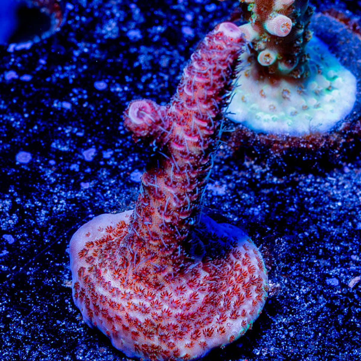 Judge Judy Milliopora - riptide aquaculture llc