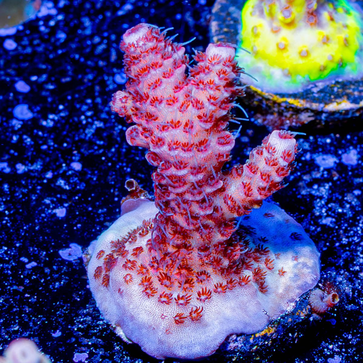 Judge Judy Milliopora - riptide aquaculture llc
