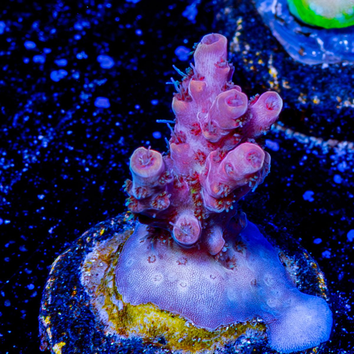 Night Furry acropora - riptide aquaculture llc