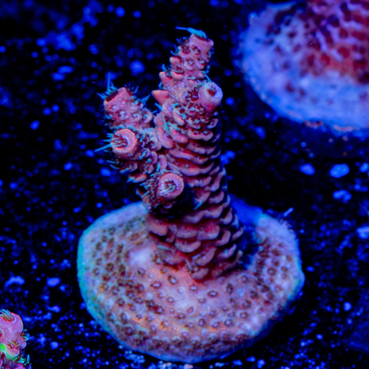 Judge Judy Milliopora - riptide aquaculture llc