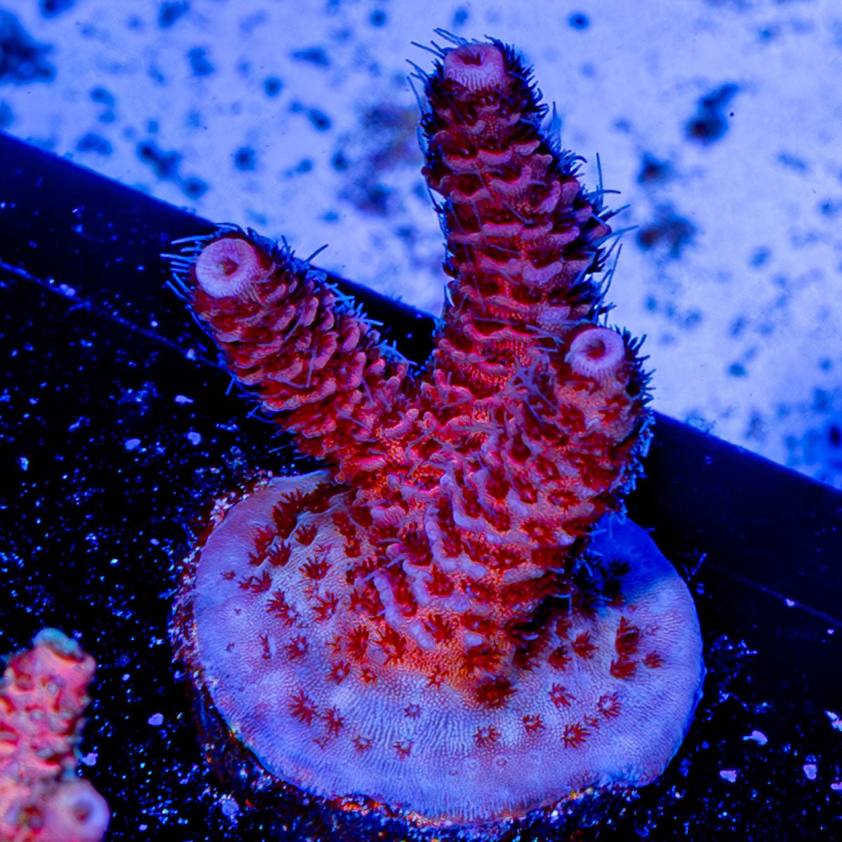 Judge Judy Milliopora - riptide aquaculture llc