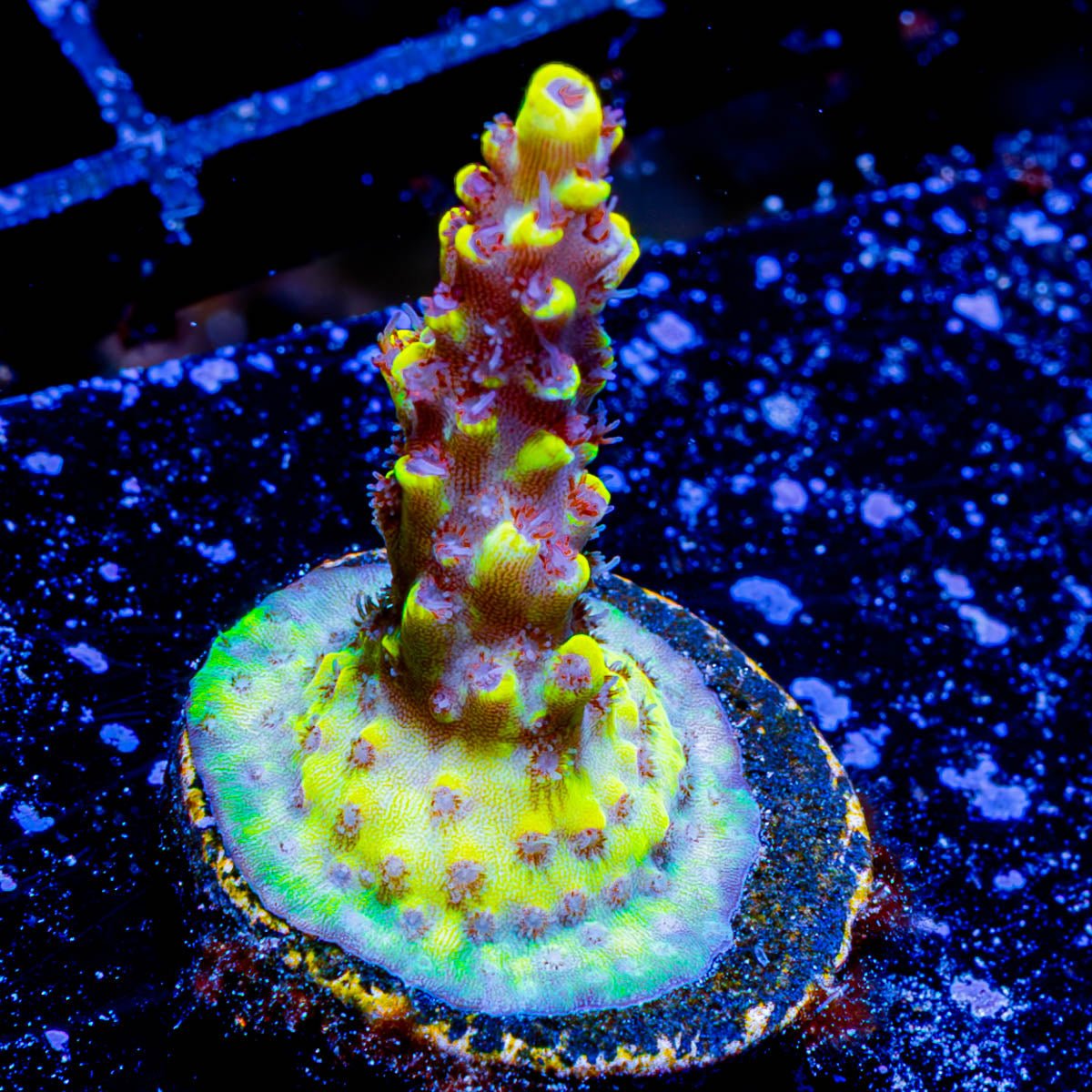 Pink Floyd Acropora - riptide aquaculture llc