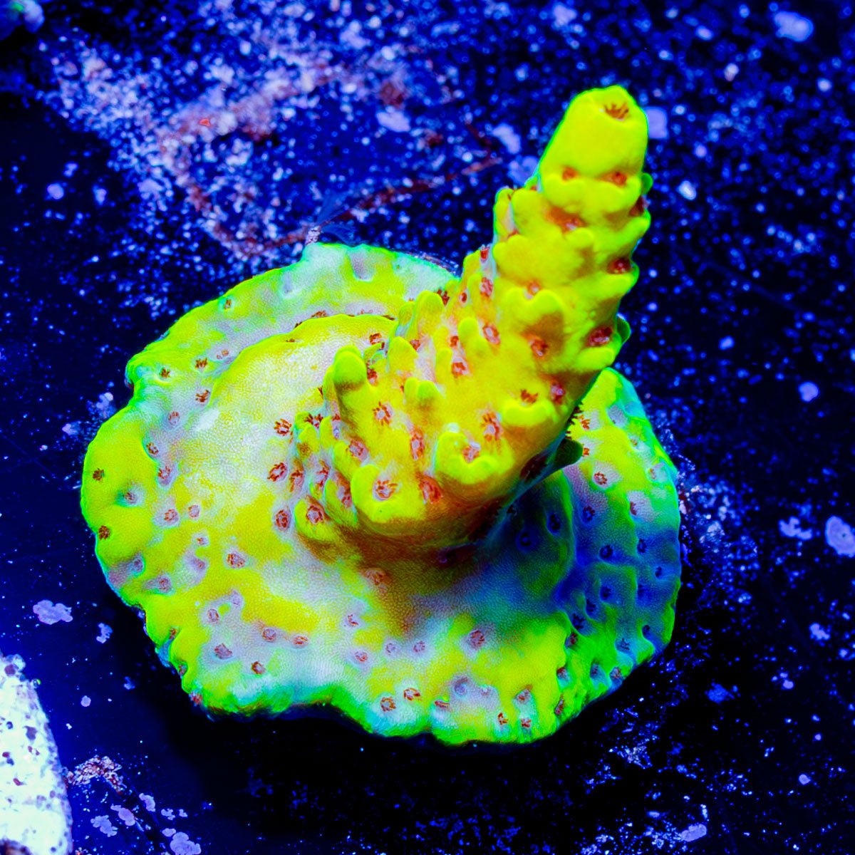 Firefly Acropora - riptide aquaculture llc