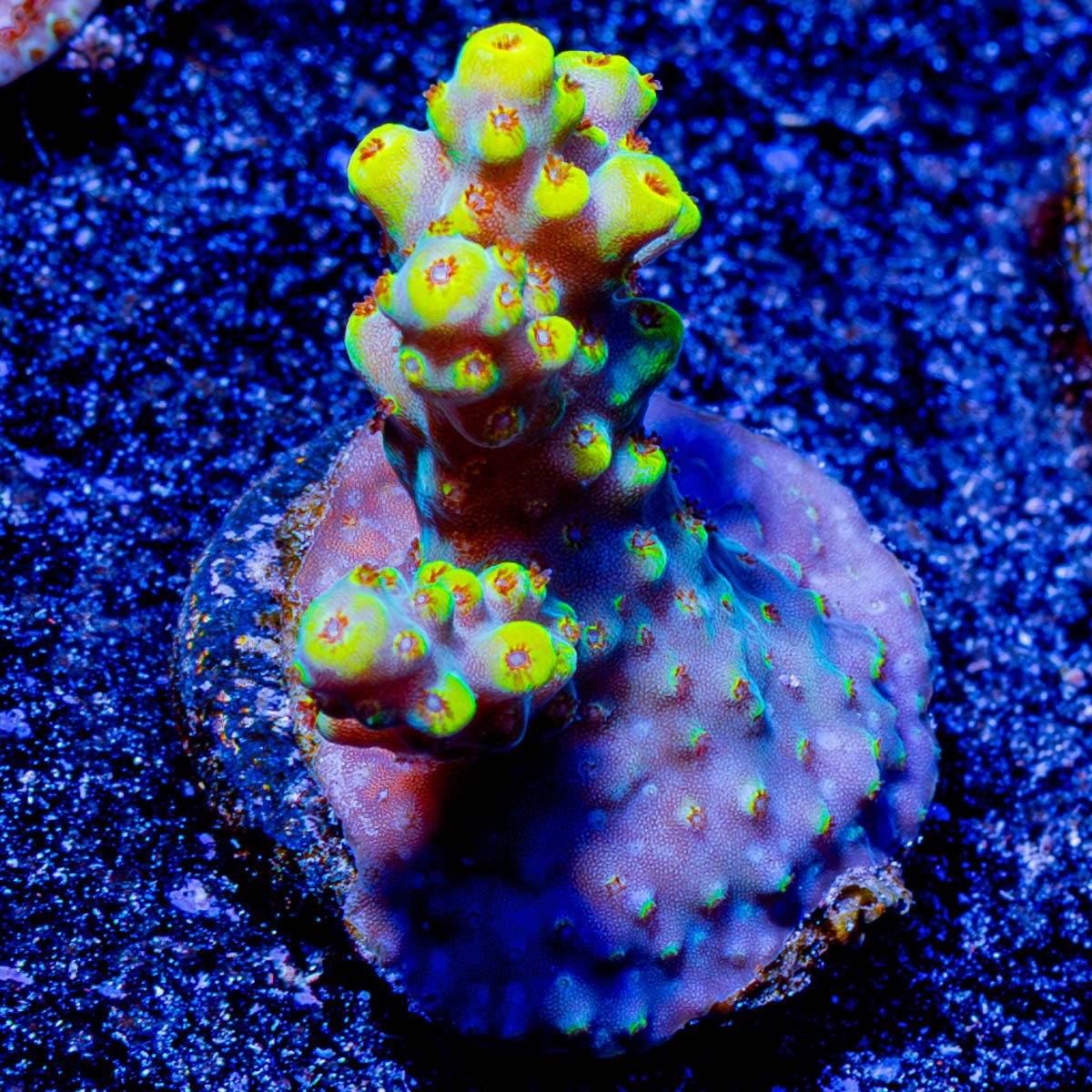 Firefly Acropora - riptide aquaculture llc