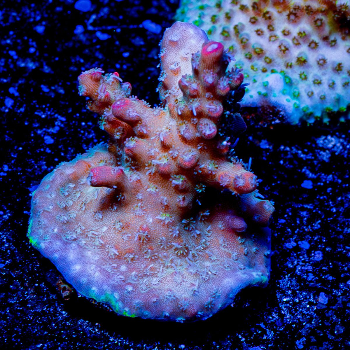 Greek Fire acropora - riptide aquaculture llc