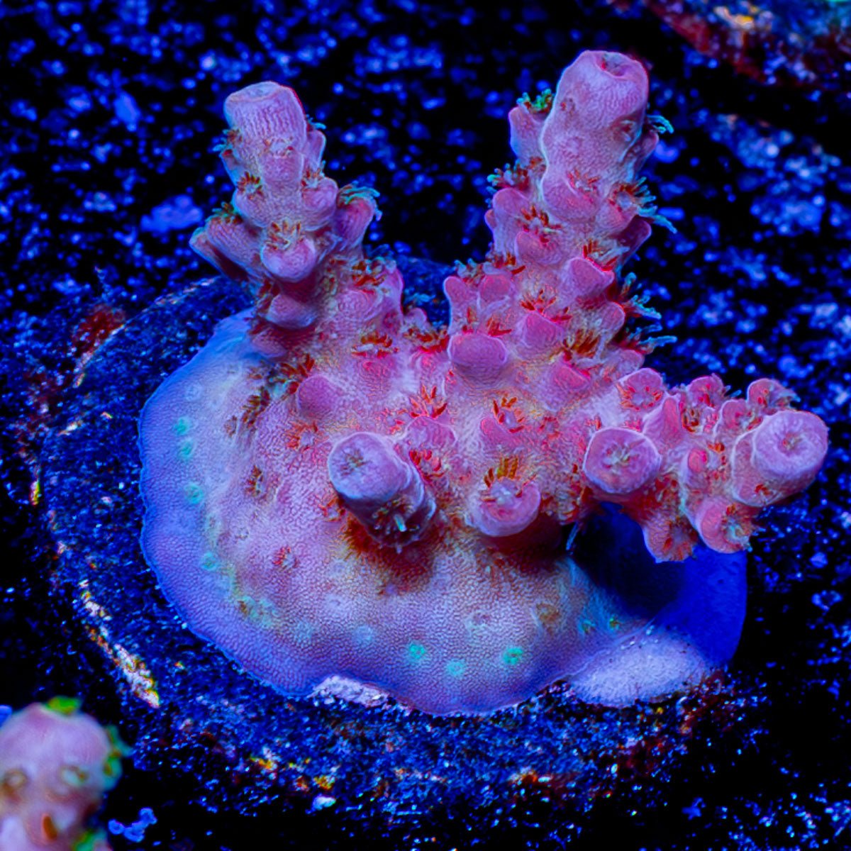 Night Furry acropora - riptide aquaculture llc