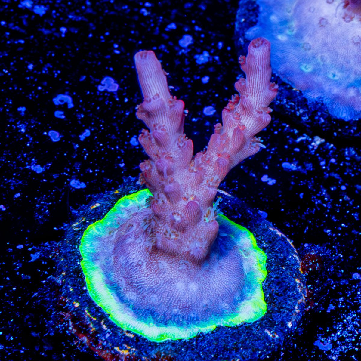 Purple Haze acropora - riptide aquaculture llc