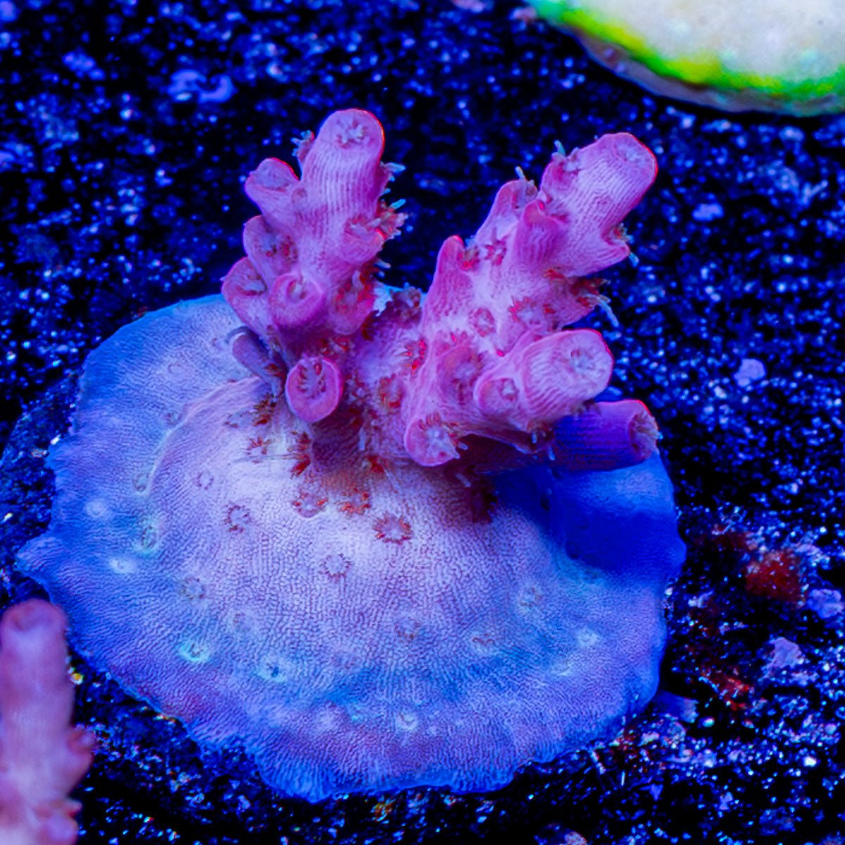 Night Furry acropora - riptide aquaculture llc