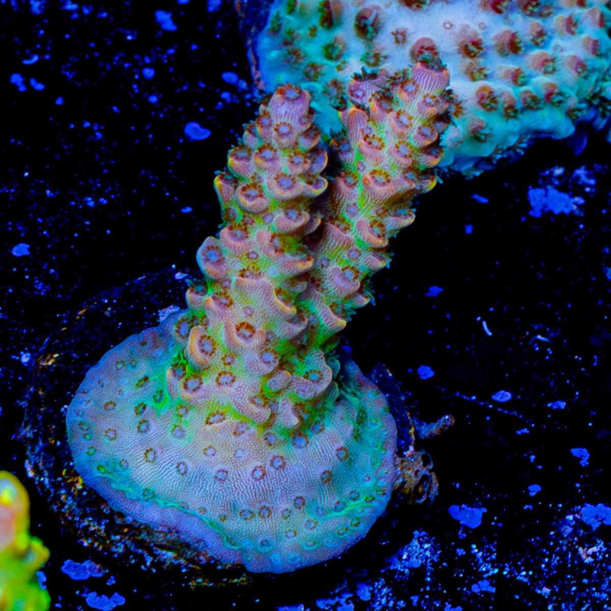 Princess Peach acropora - riptide aquaculture llc