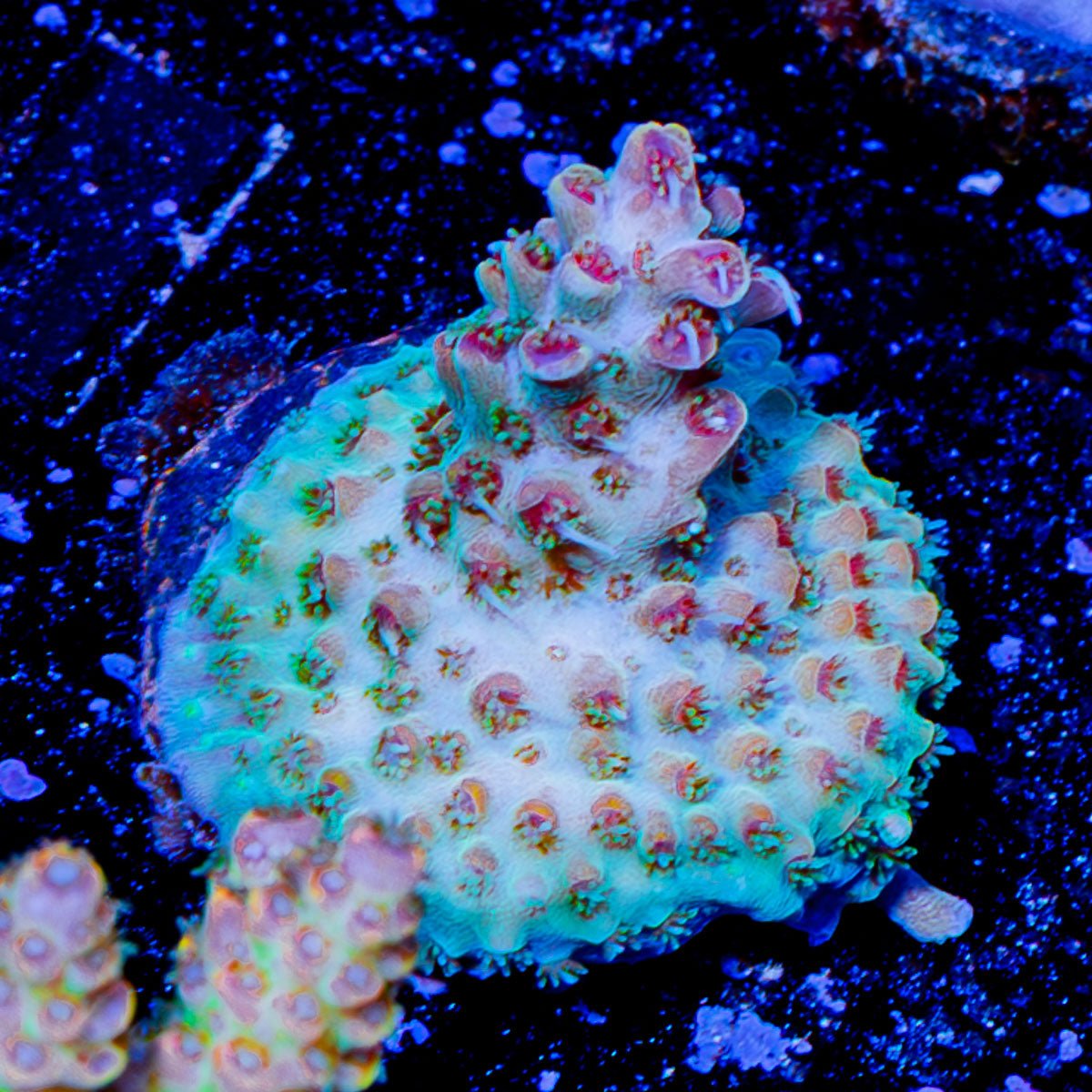 Flash Point acropora - riptide aquaculture llc