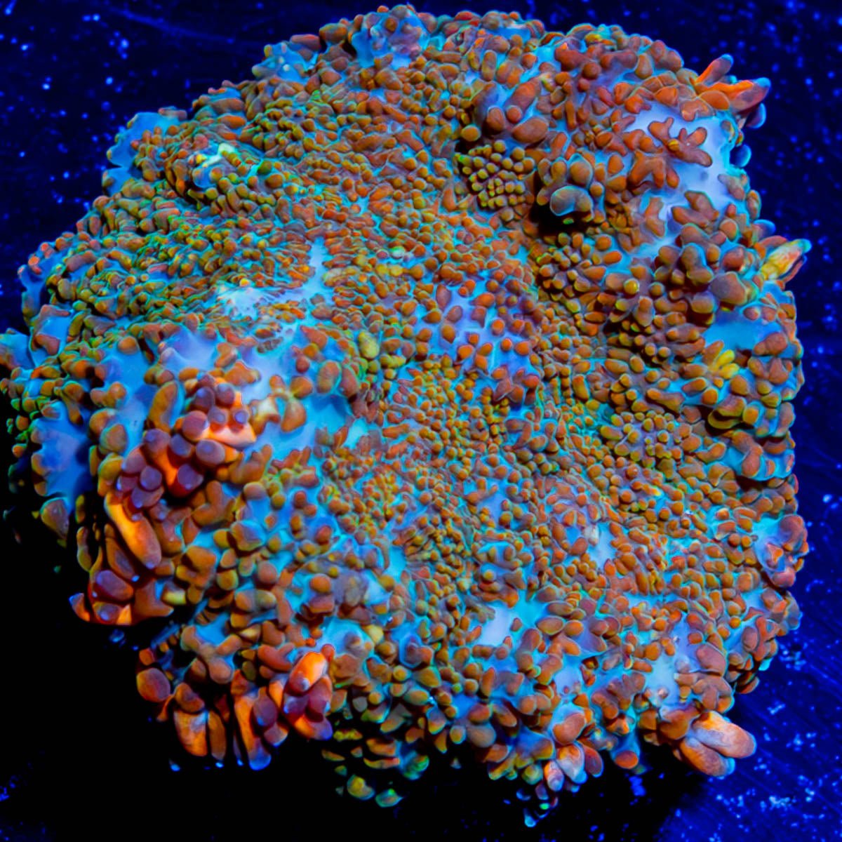 Cloverfield Rhiodactus Mushroom - riptide aquaculture llc