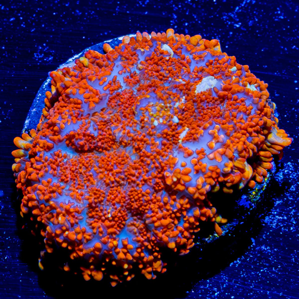 Fireball Rhiodactus Mushroom - riptide aquaculture llc
