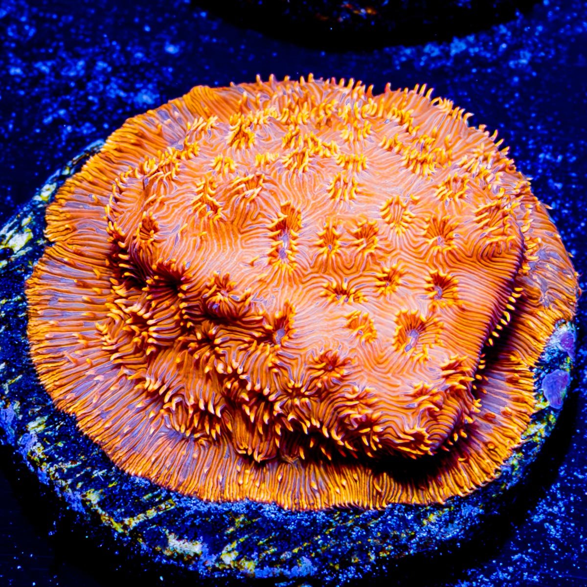 Orange Pavona - riptide aquaculture llc