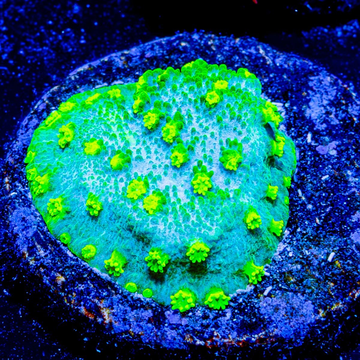 Palm coast astreopora - riptide aquaculture llc
