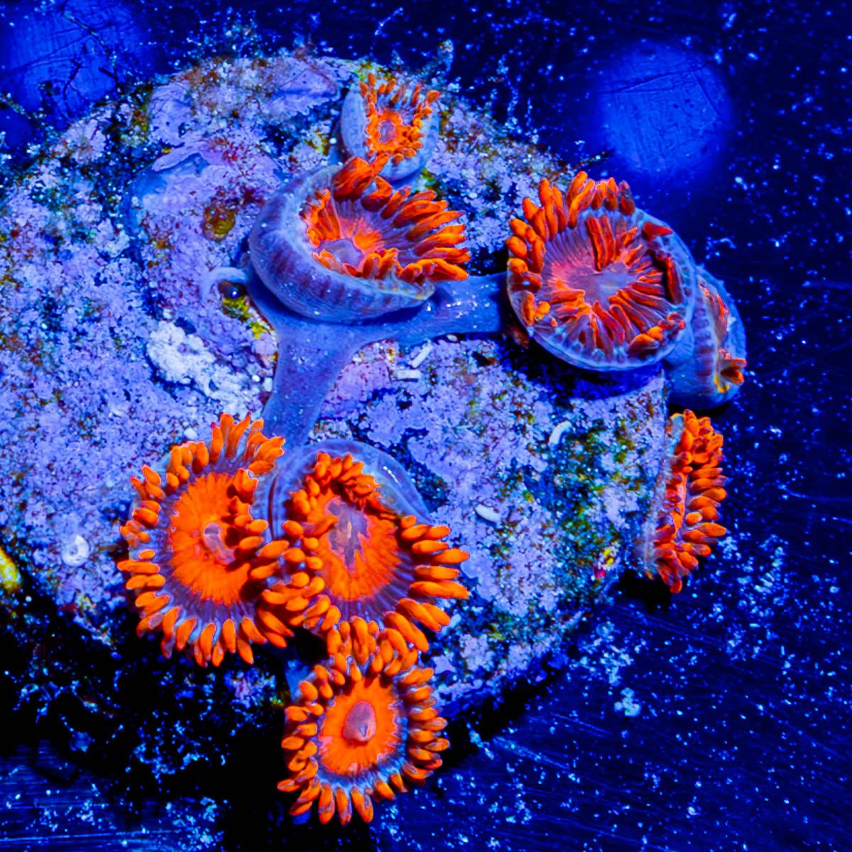Safe Cracker Zoanthid - riptide aquaculture llc