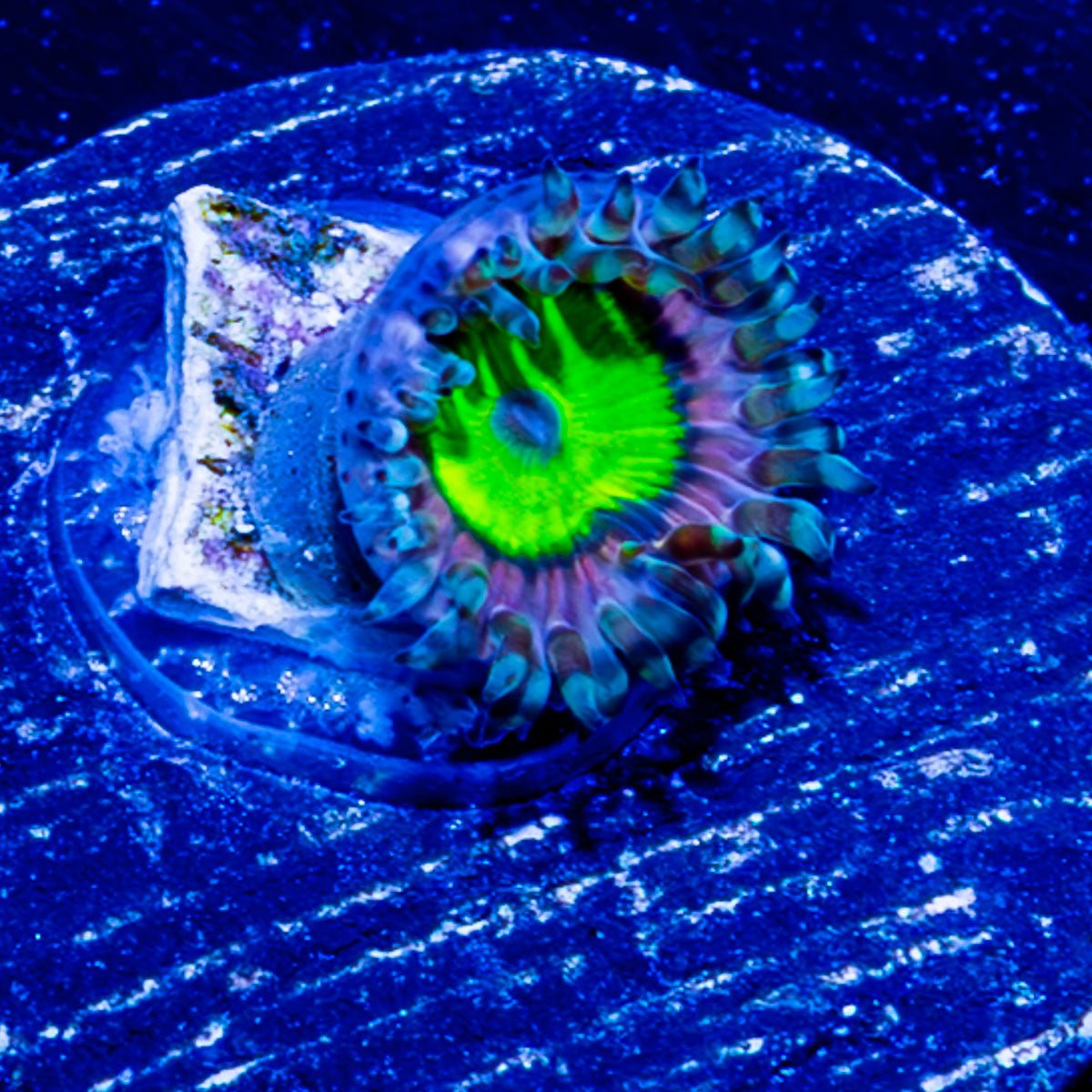 Chuckys Bride Zoanthid - riptide aquaculture llc