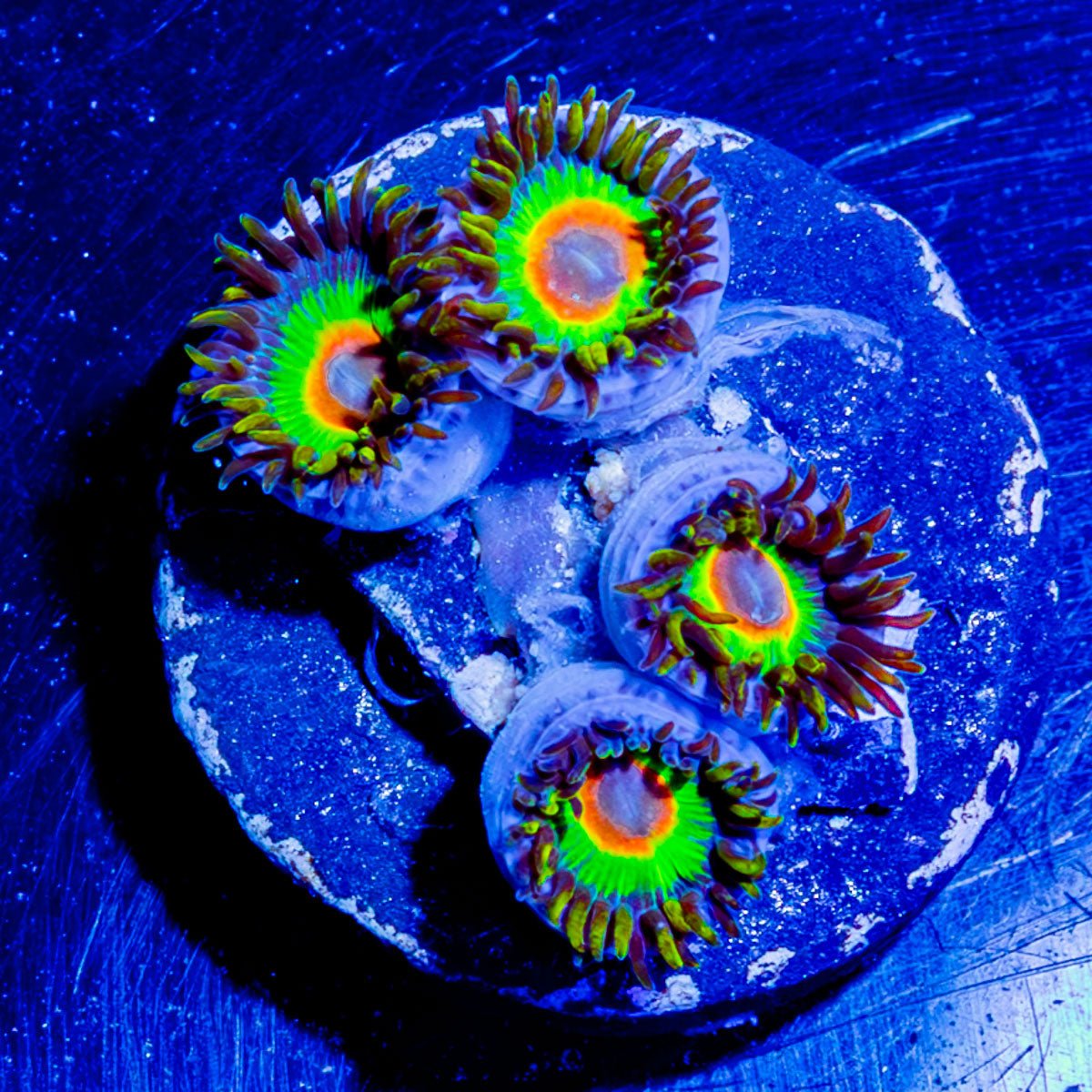 Rasta Zoanthid - riptide aquaculture llc