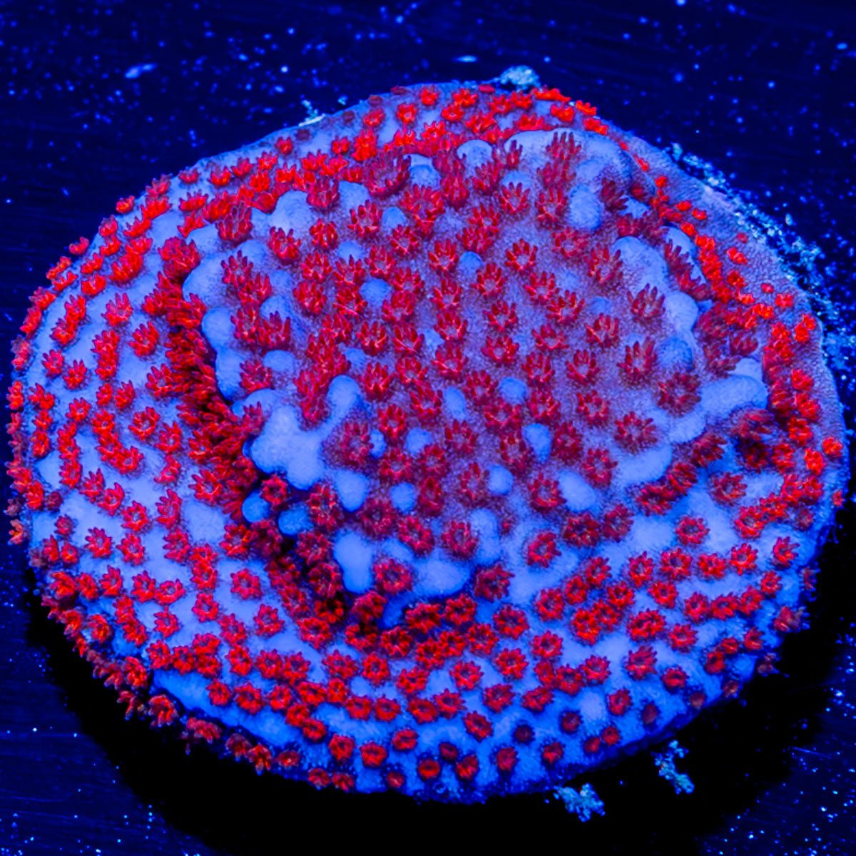 Superman Montipora - riptide aquaculture llc