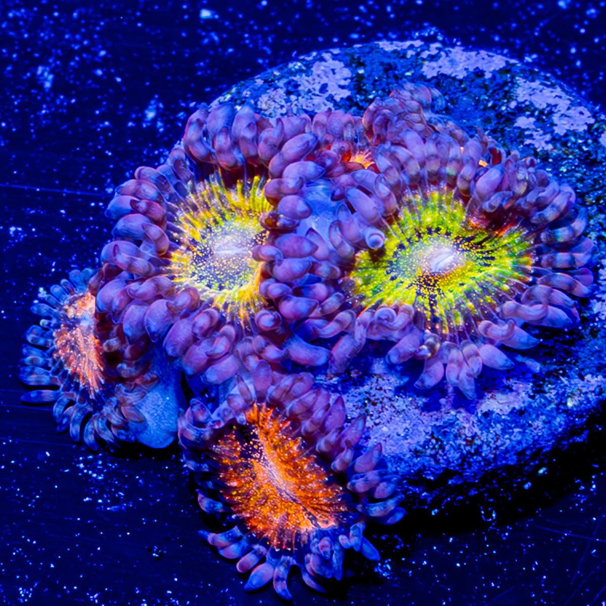 Cherry Charms Zoanthid - riptide aquaculture llc