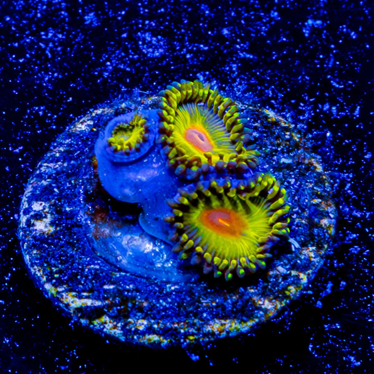 WWC Golden Gods Zoanthids - riptide aquaculture llc