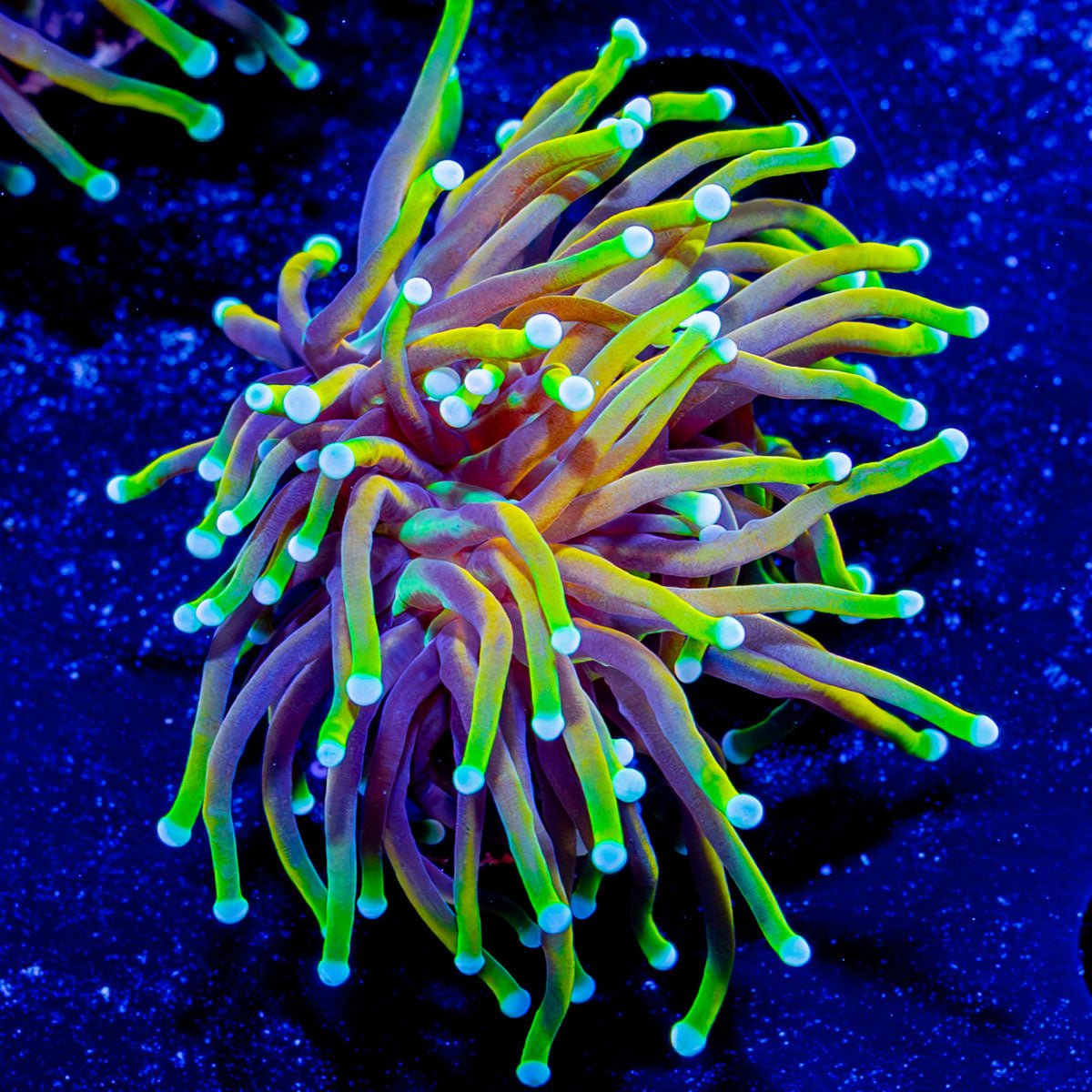 Jester Torch - riptide aquaculture llc
