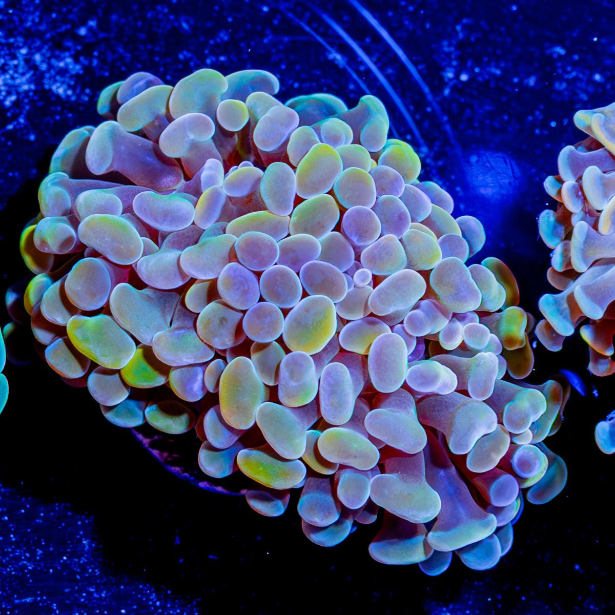 Assorted Branching Hammer Coral - riptide aquaculture llc