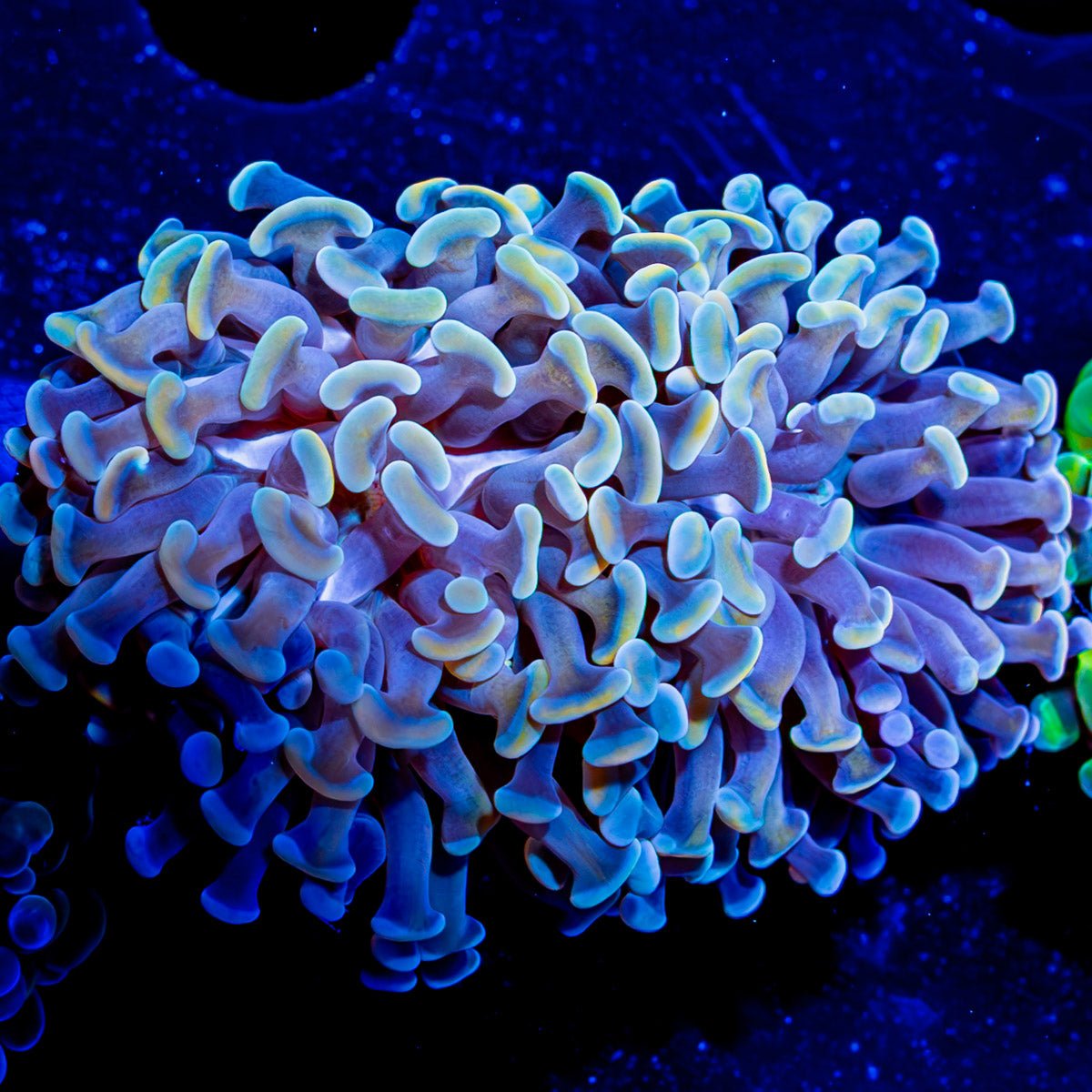 Assorted Branching Hammer Coral - riptide aquaculture llc