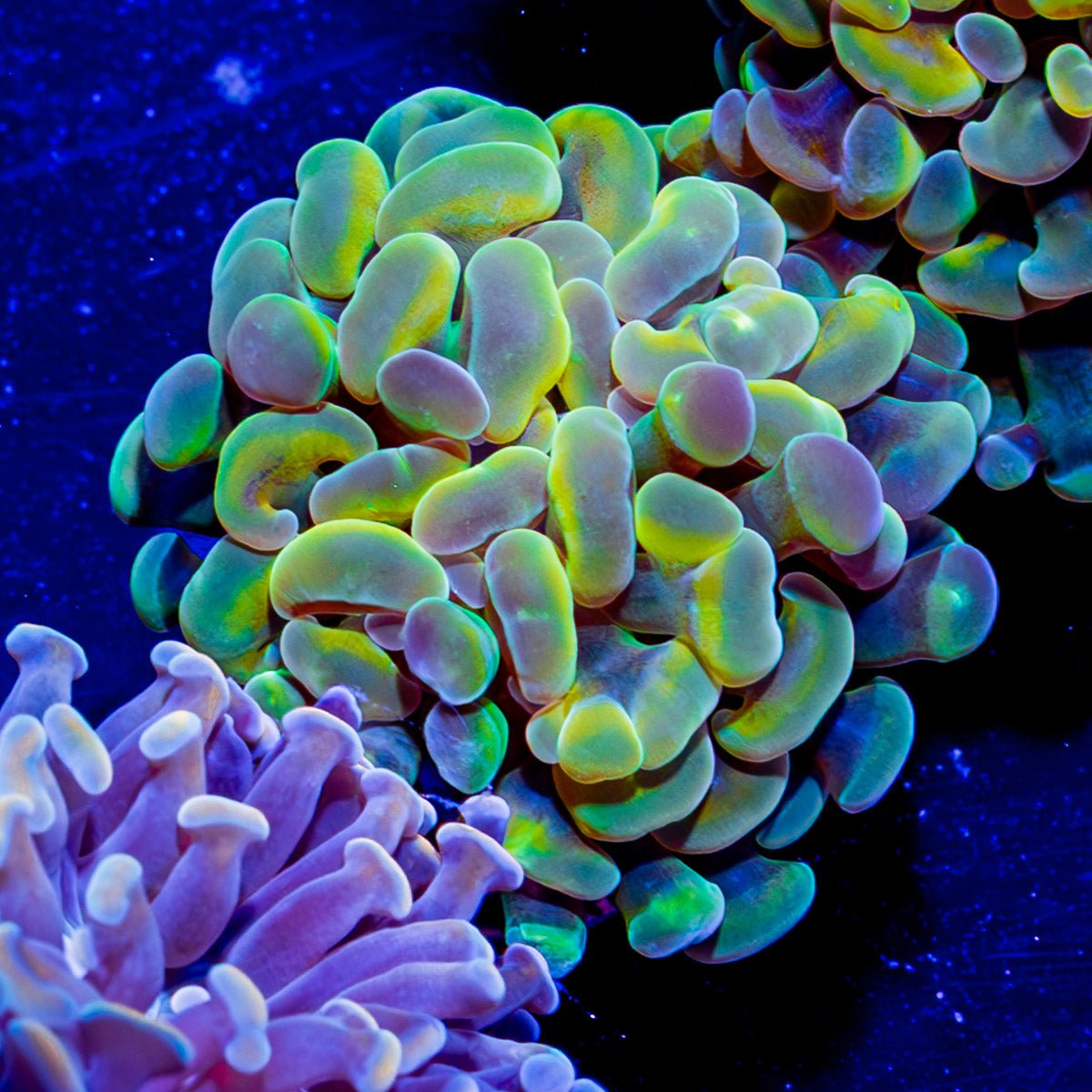 Assorted Branching Hammer Coral - riptide aquaculture llc