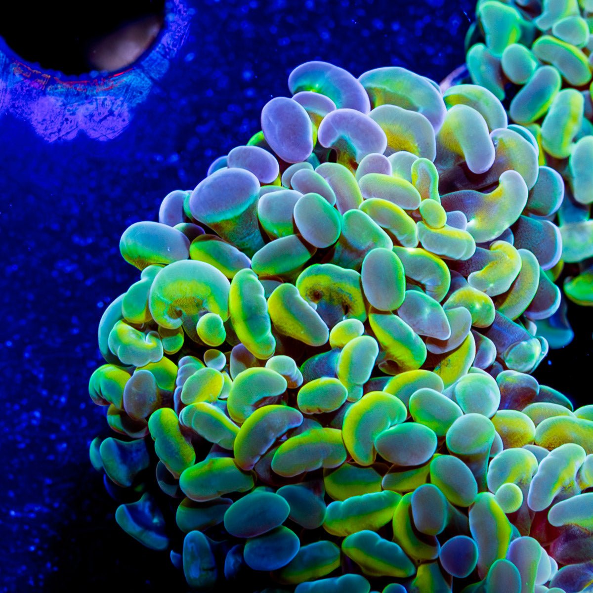 Assorted Branching Hammer Coral - riptide aquaculture llc