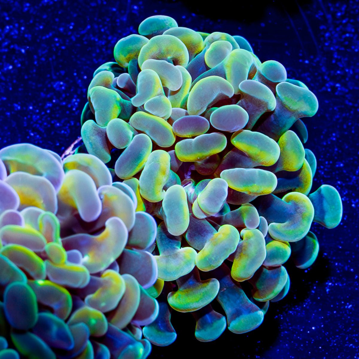 Assorted Branching Hammer Coral - riptide aquaculture llc
