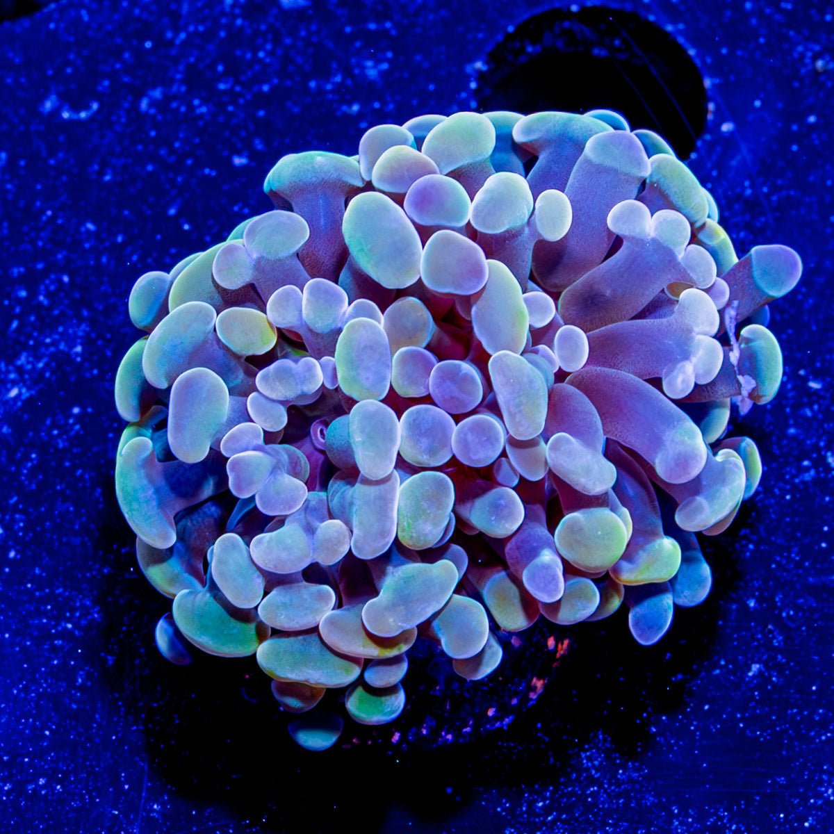Assorted Branching Hammer Coral - riptide aquaculture llc