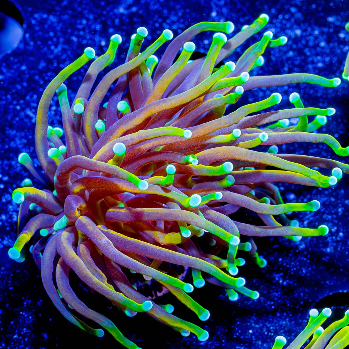 21 Tails Torch - riptide aquaculture llc