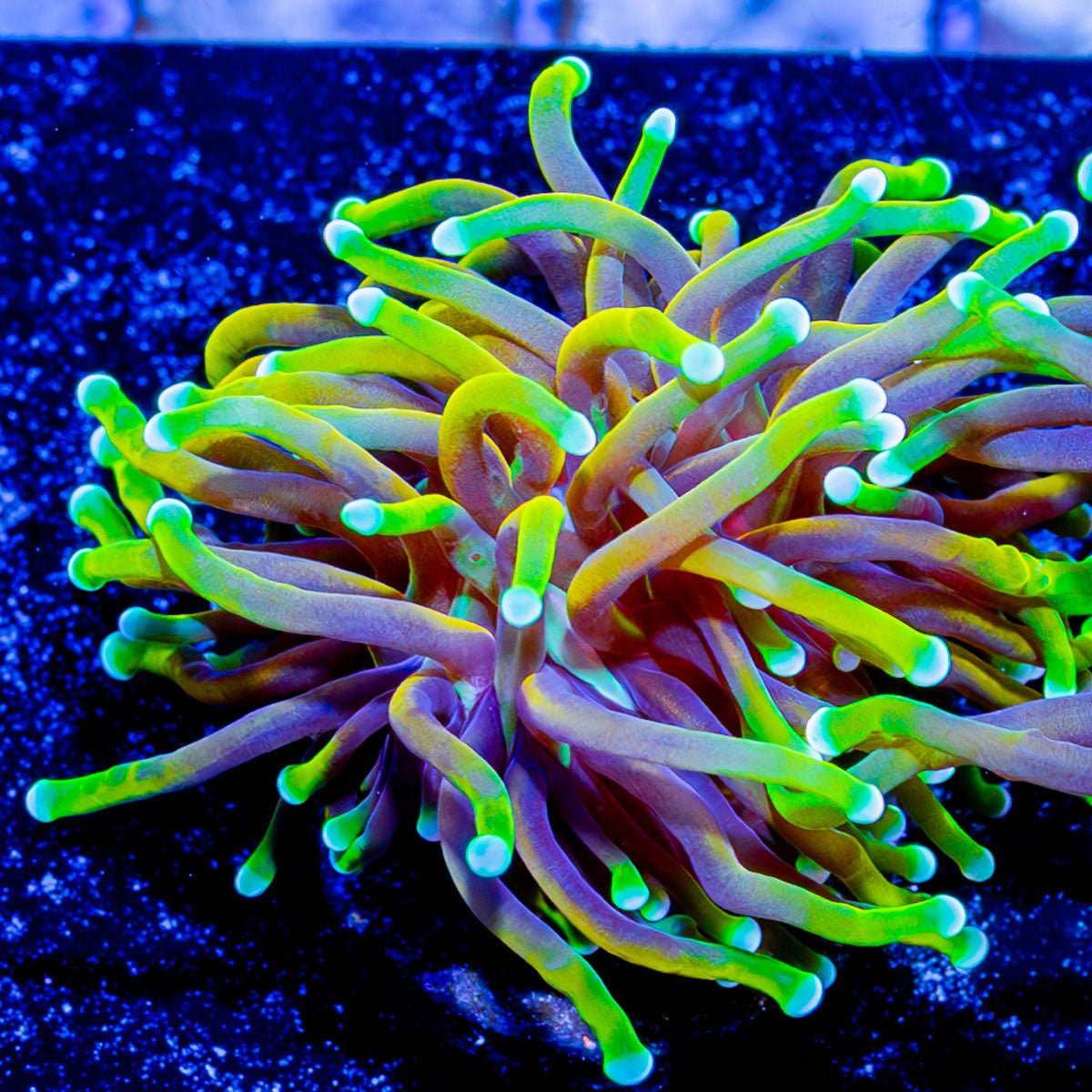 21 Tails Torch - riptide aquaculture llc