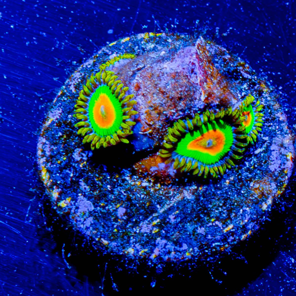 Rasta Zoanthid - riptide aquaculture llc