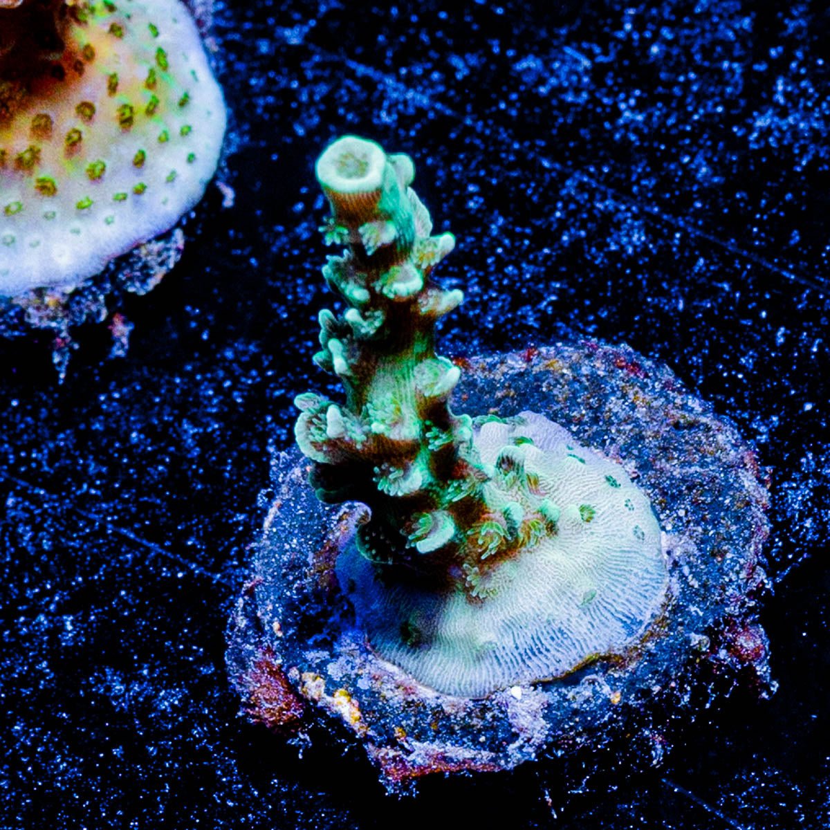 Oscar the Grouch Acropora - riptide aquaculture llc