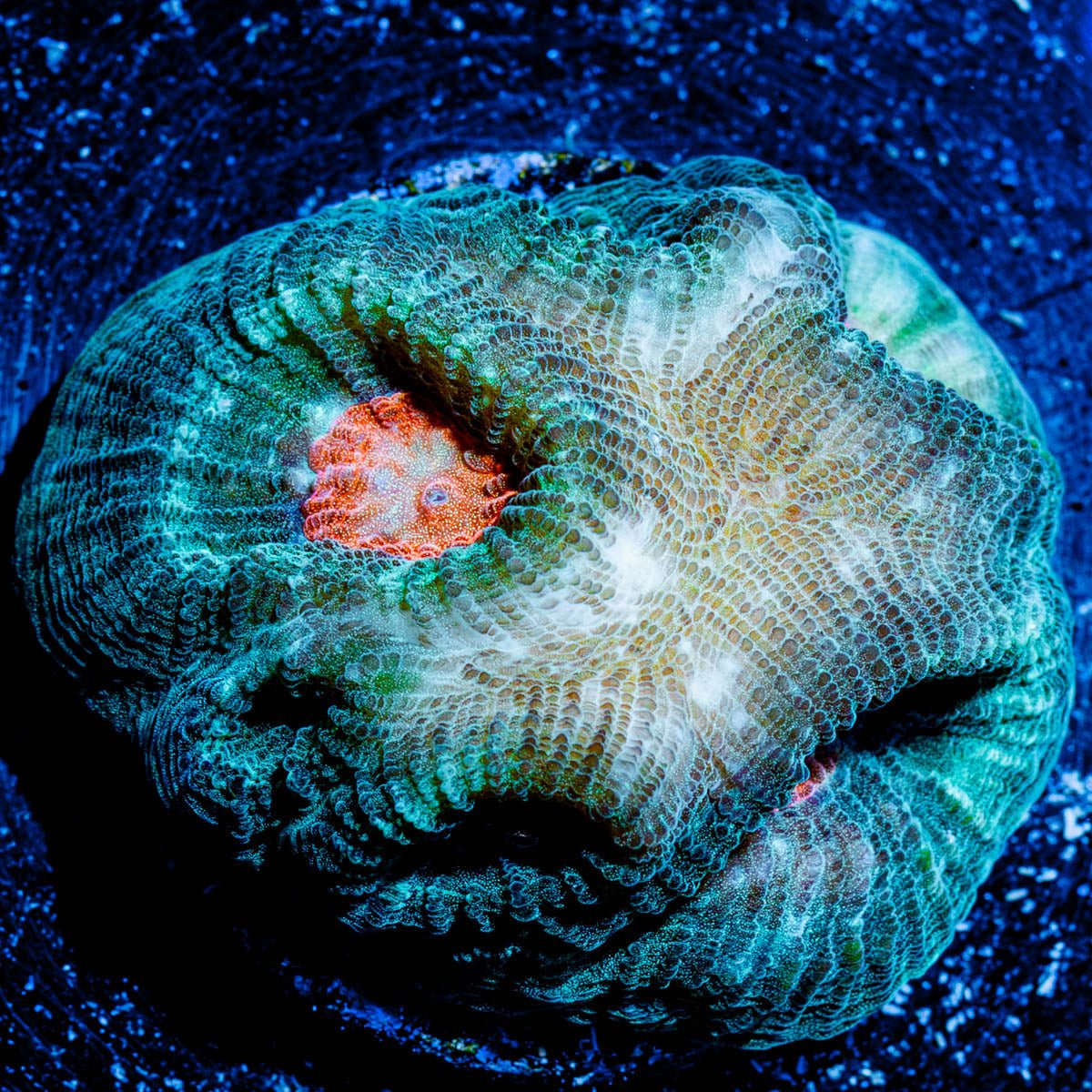 GI Favia - riptide aquaculture llc