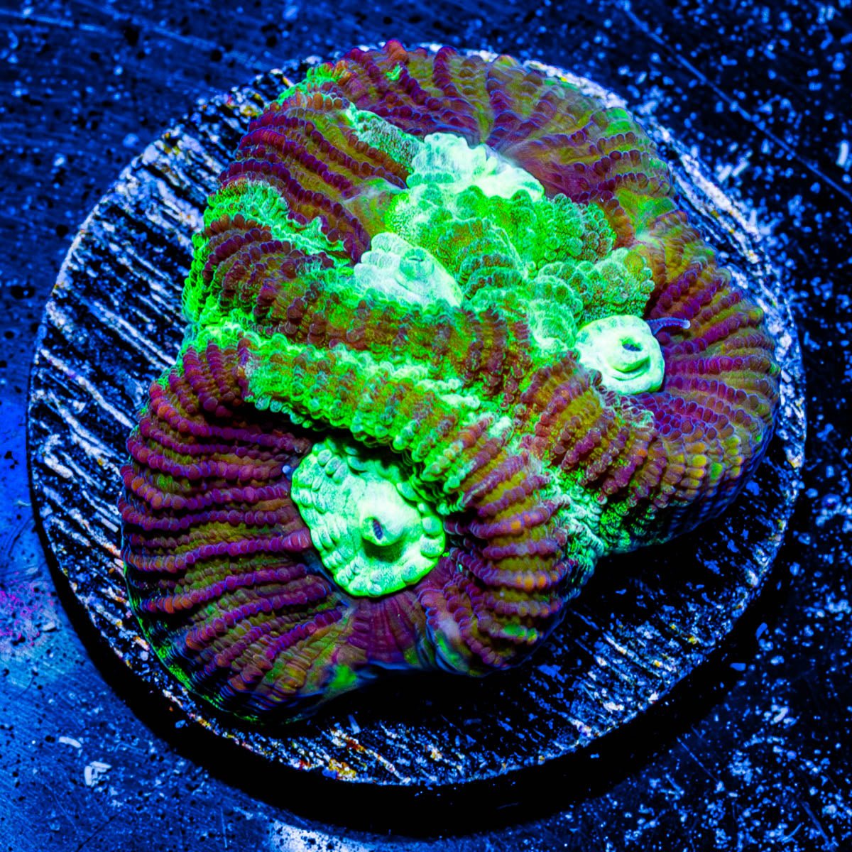 Green Lantern Favia - riptide aquaculture llc