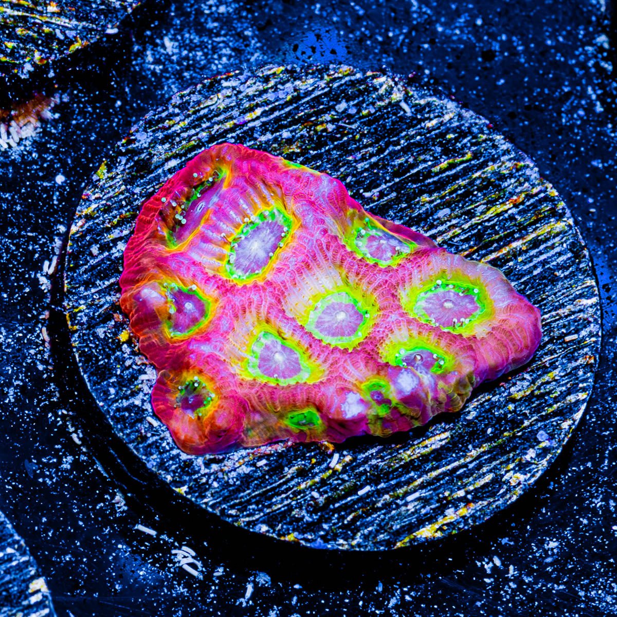 Sector 009 Favia - riptide aquaculture llc